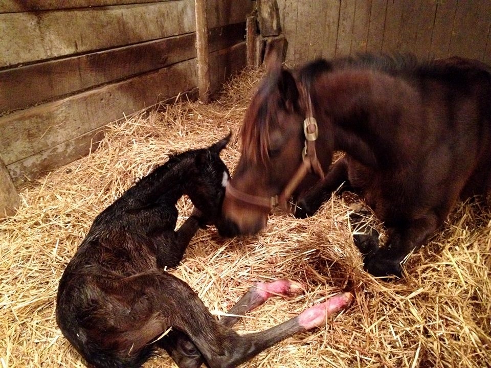 Birth of a star: Catch The Moon just after delivering the foal who would be named Girvin. Photo: Little River Farm