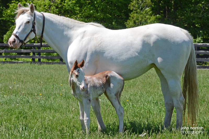Doing fine: Passionforfashion with her foal at Stone Bridge Farm in New York. Photo: John Norton Photography