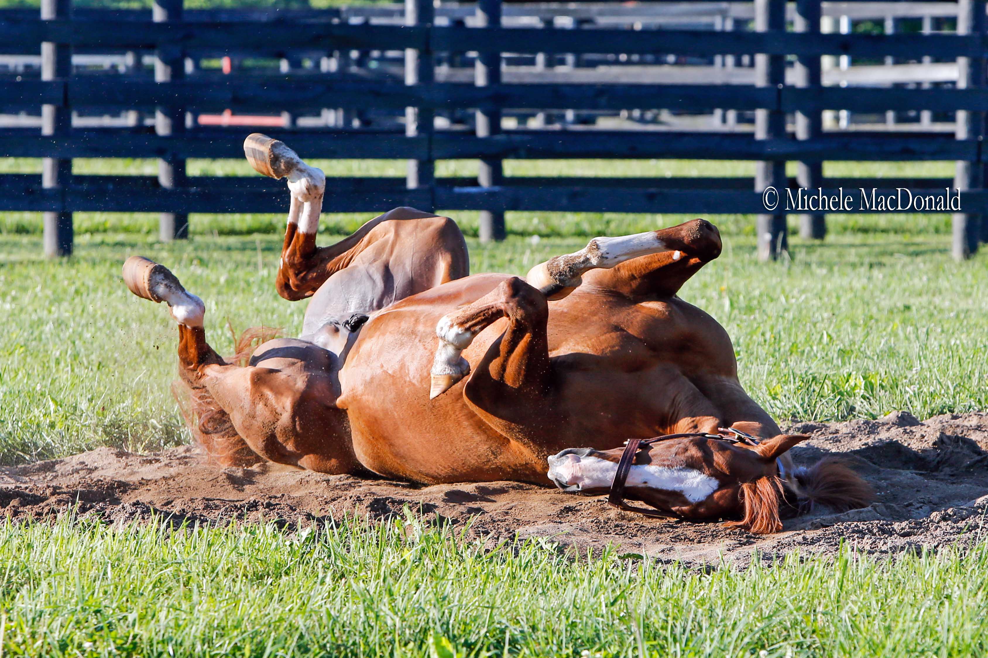 Chrome enjoys a vigorous roll in the sandpit in his paddock. Photo: Michele MacDonald
