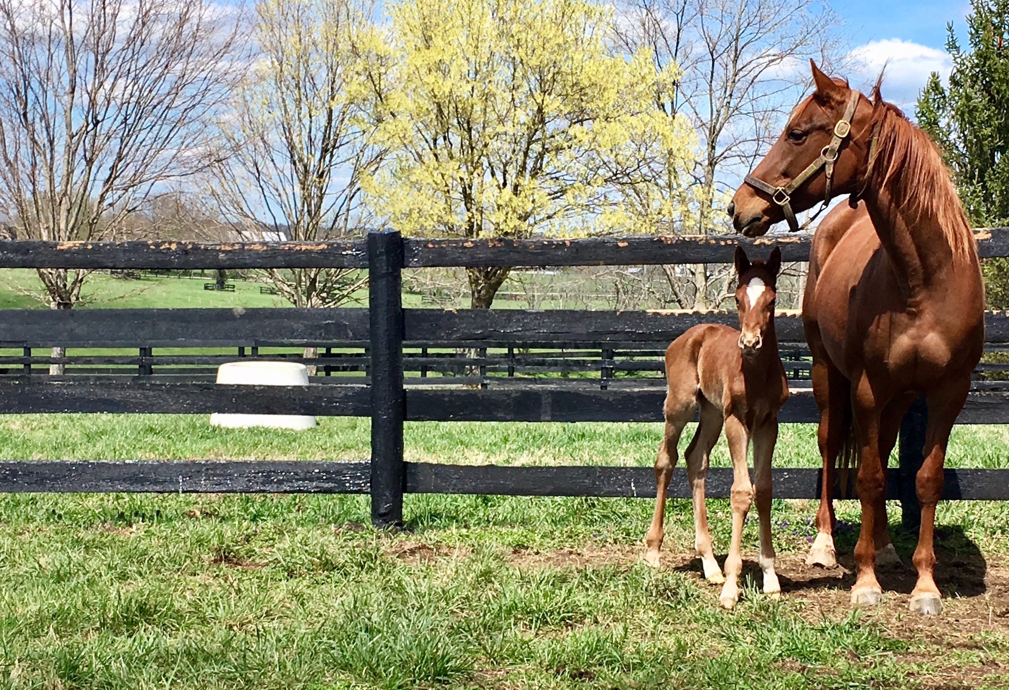 A Tapit mare with her newborn by Tale of the Cat at Stone Farm. Photo: Amanda Duckworth
