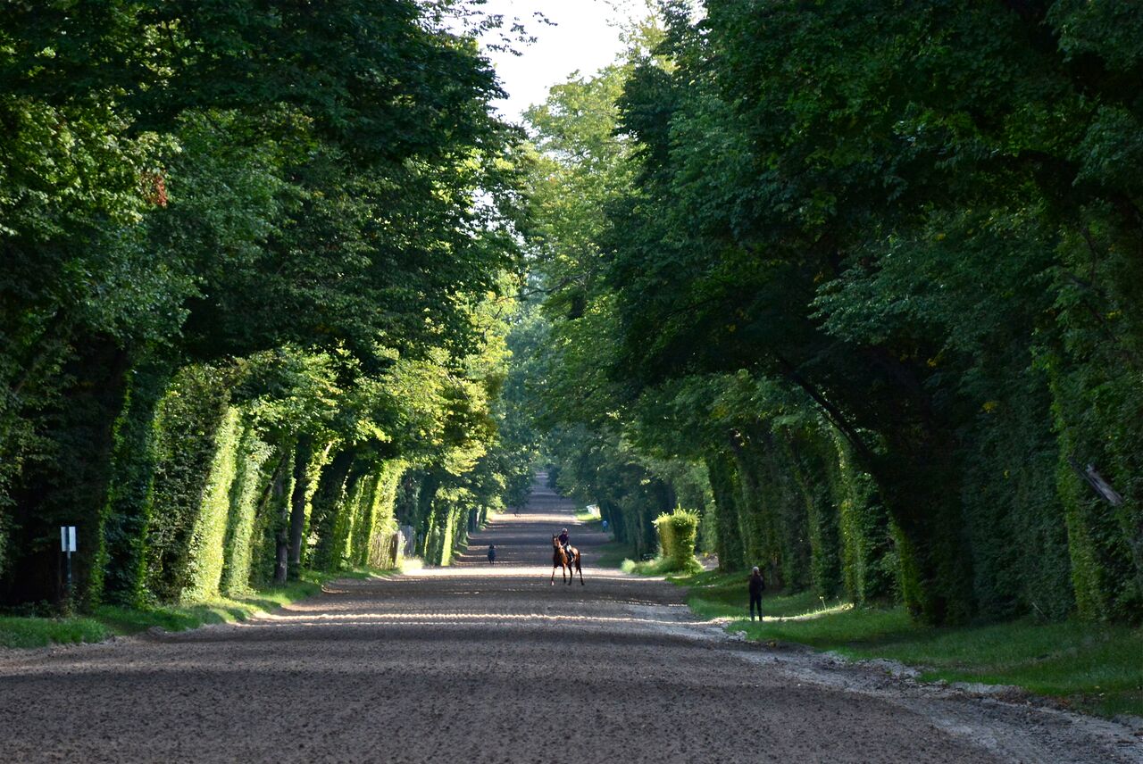 The Hollinshead team have easy access to spectacular gallops in the forest at Lamorlaye. Photo: Alex Cairns (www.winningpost.net); Twitter: @ACHorseRacing; Instagram @the_winning_post