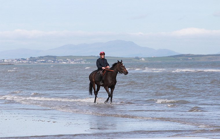 A horse taking a stroll in the ocean before it runs at Laytown in Ireland. Photo: David Mooney