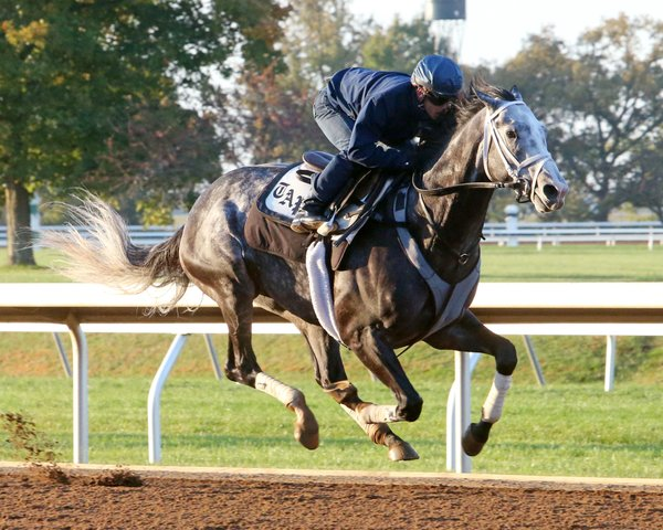 Working well: Liam’s Map wears the breast girth for a spin at Keeneland before the Breeders’ Cup there in 2015. He went on to win the Dirt Mile