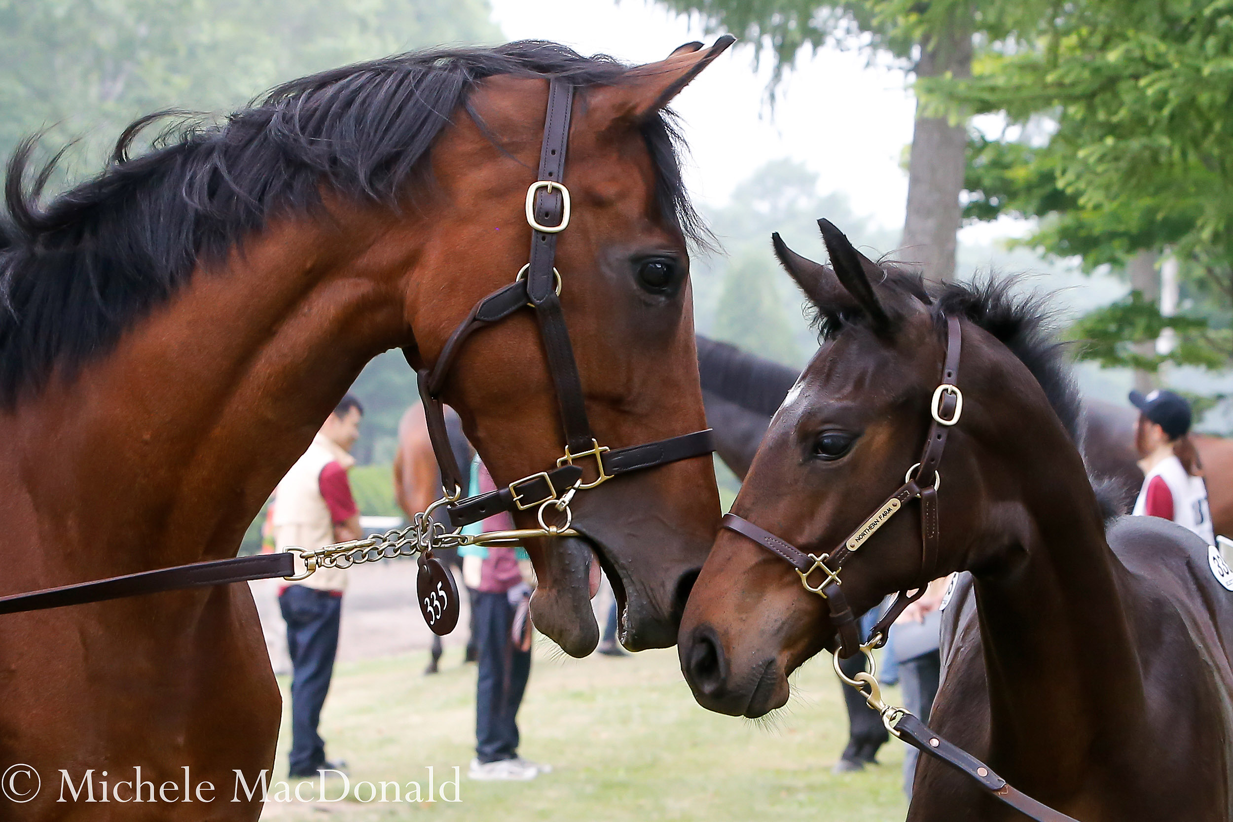 Trust in mother: the mare Land’s Edge with her colt by Novellist. Consigned by Northern Farm, he was bought by SR Corporation for the equivalent of $403,000. Photo: Michele MacDonald