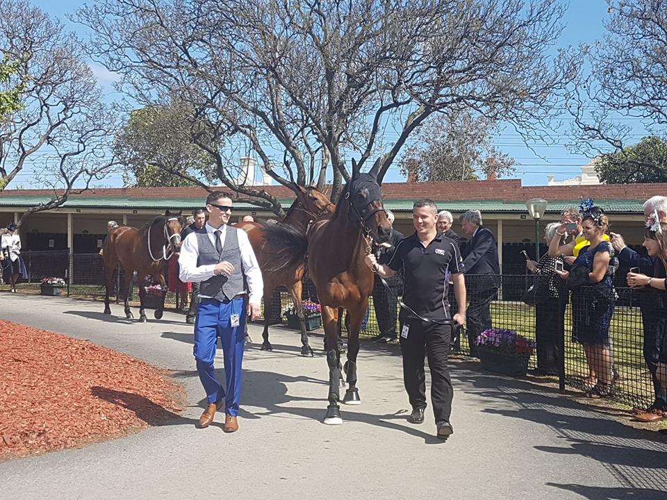The Queen enters: Winx in the pre-parade ring with strapper Umut Odemislioglu (right) and track rider Ben Cadden. Photo: Kristen Manning