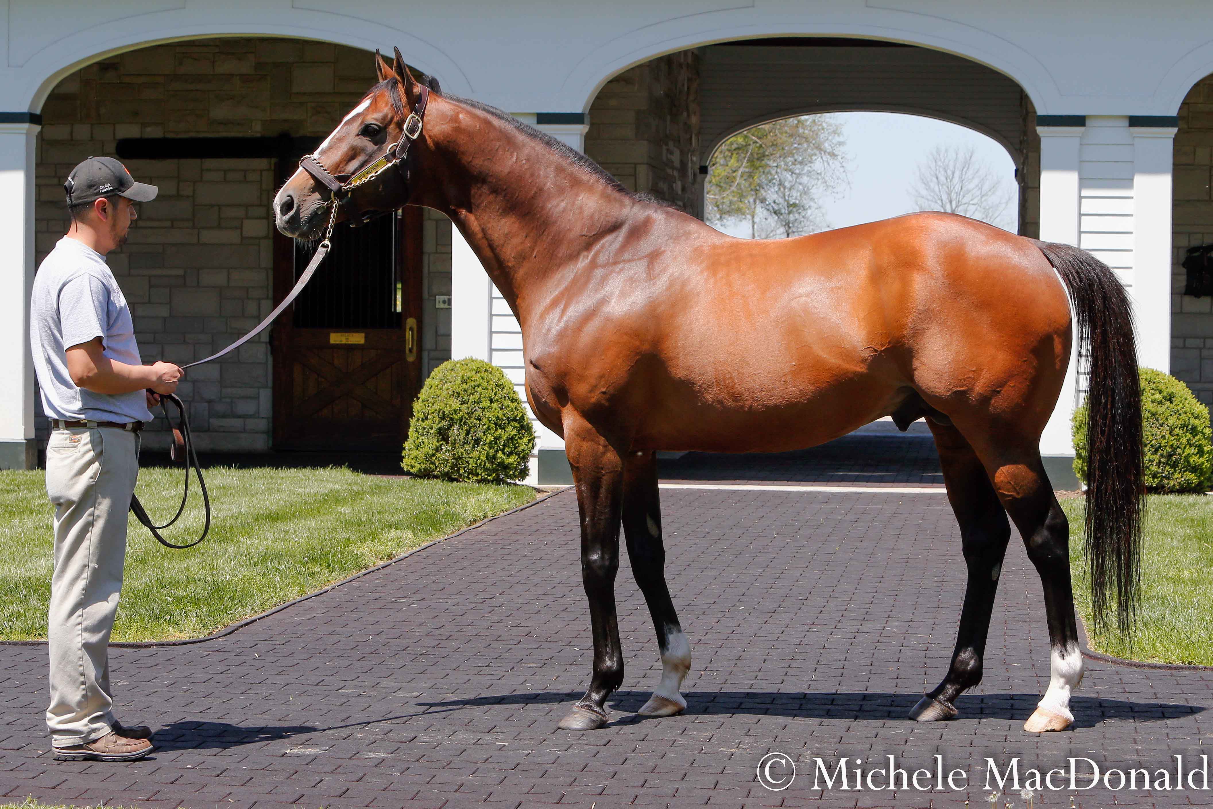 Star sire: Into Mischief, another son of Leslie’s Lady, at Spendthrift Farm in Kentucky. Photo: Michele MacDonald