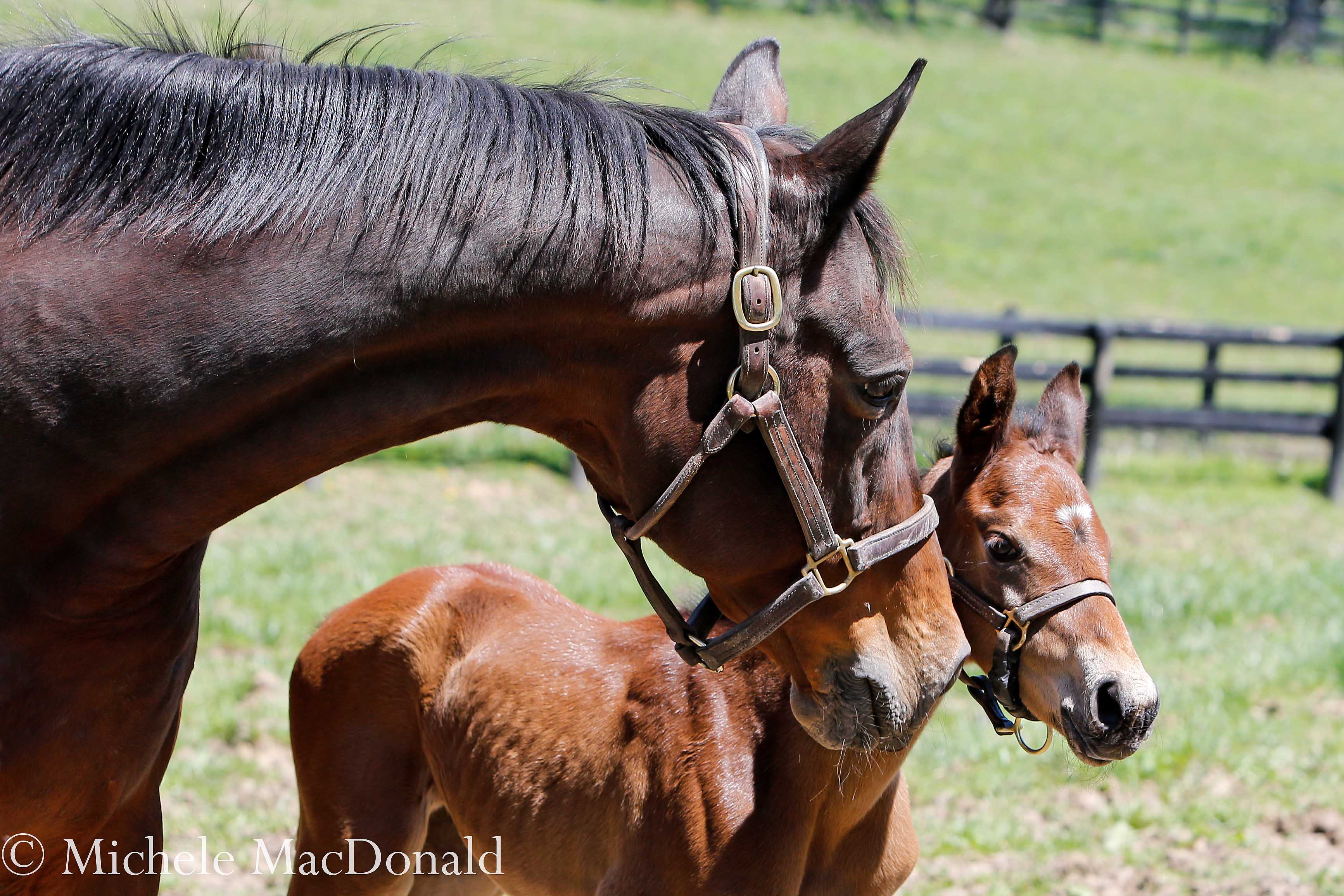 A mother’s love: Leslie’s Lady is taking the duty of raising her new baby with the same earnest commitment she displayed at Clarkland with Beholder and Mendelssohn. Photo: Michele MacDonald