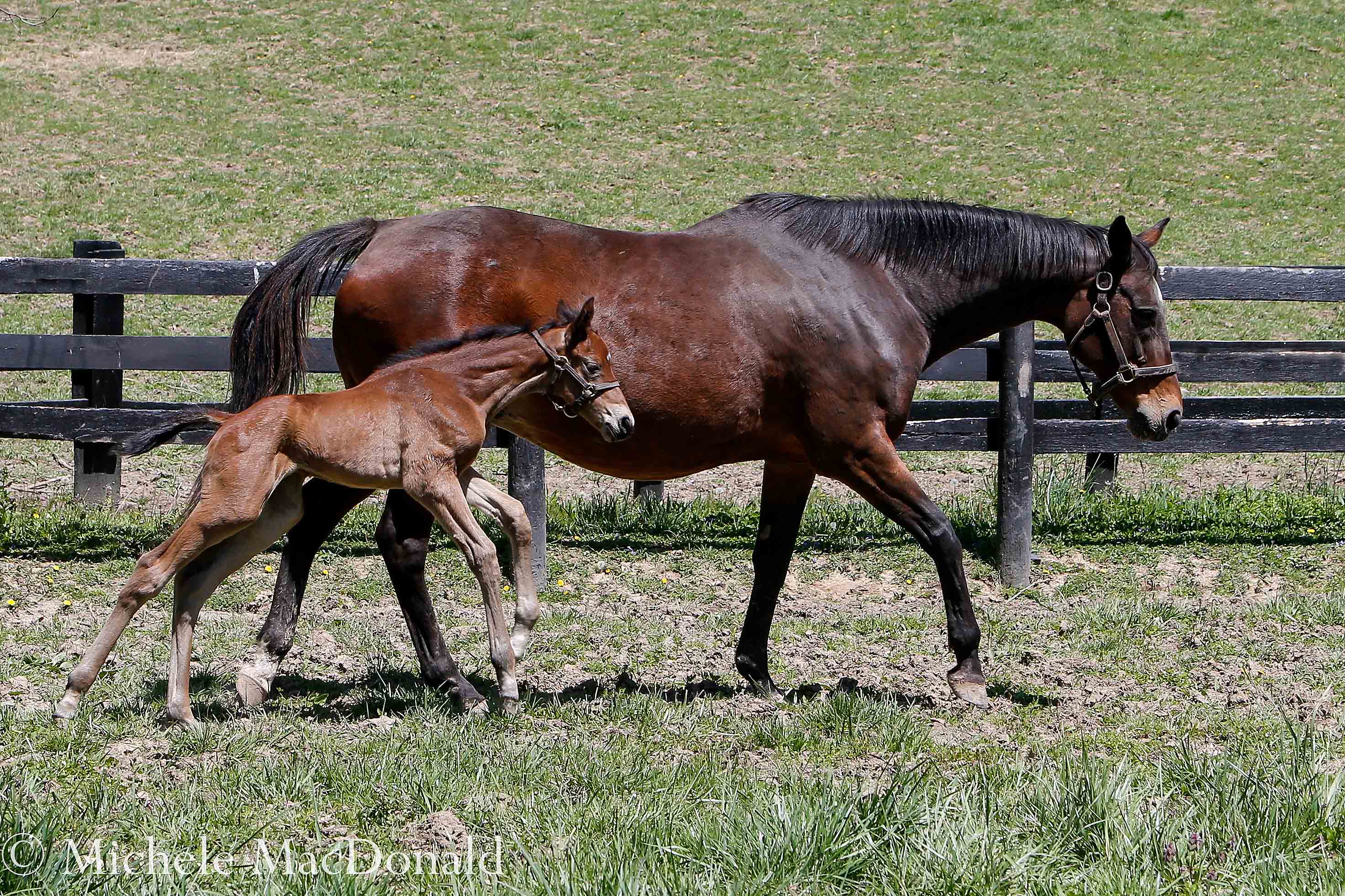 Leslie’s Lady and her new foal, who is well made, moves like silk and seems to possess the serene nature of her sire. Photo: Michele MacDonald