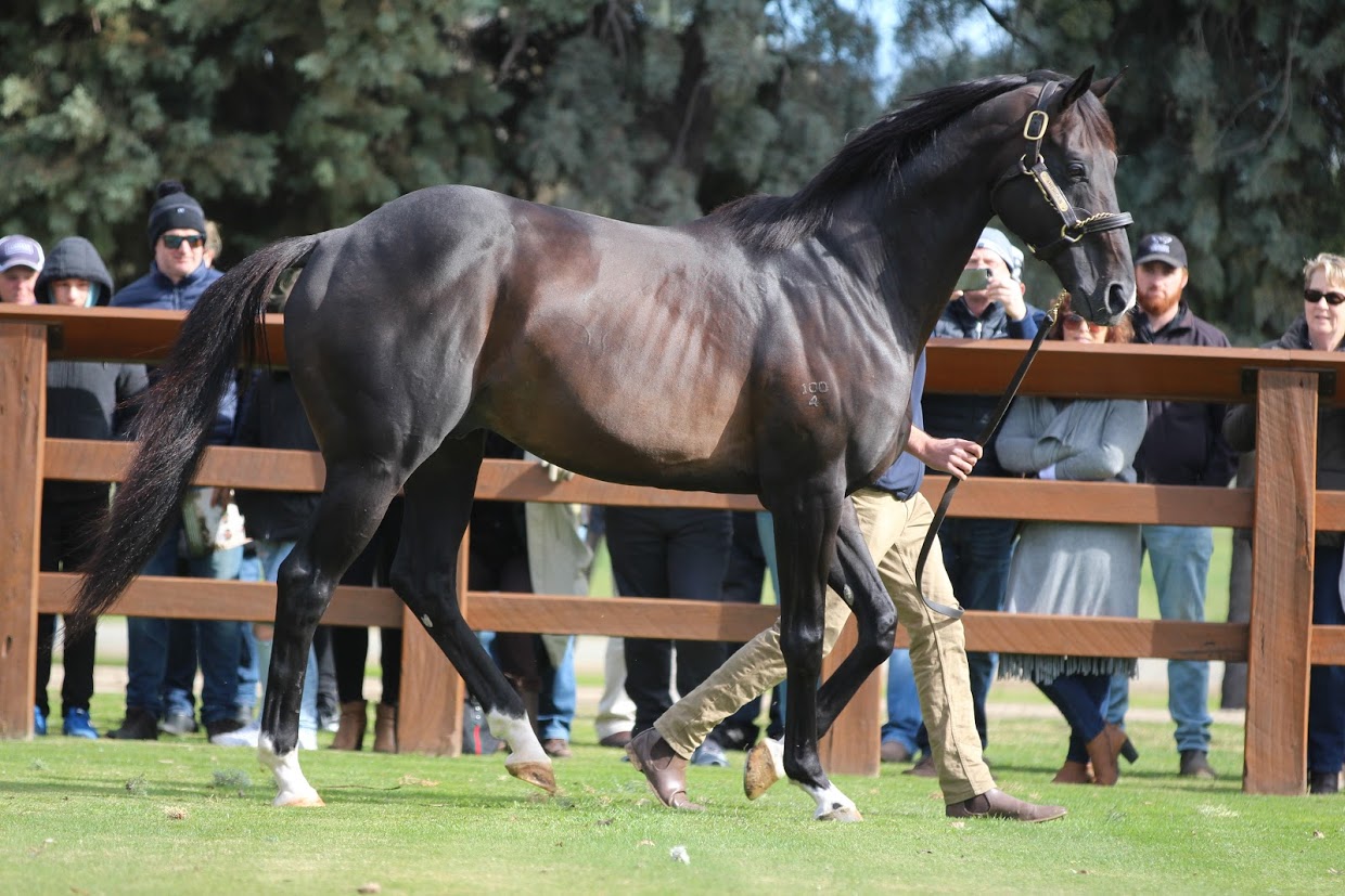 Americain: the 2012 Melbourne Cup winner, a picture of  strength and beauty at the Swettenham Stud stallion parade