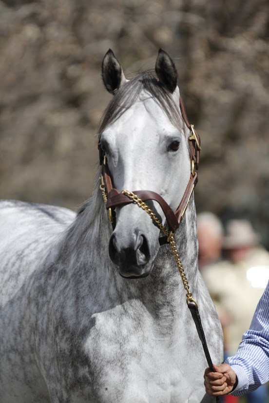 Frosted: Darley’s the multiple G1 winner is the only son of Tapit at stud in Australia
