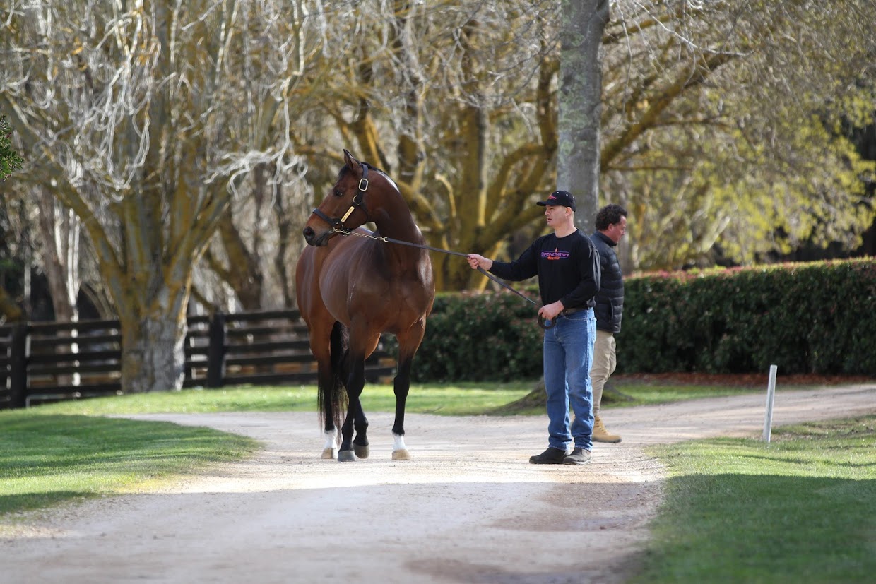 Hampton Court: the G1 winner attracted plenty of attention at the Spendthrift Australia stallion parade. His first crop have just turned two