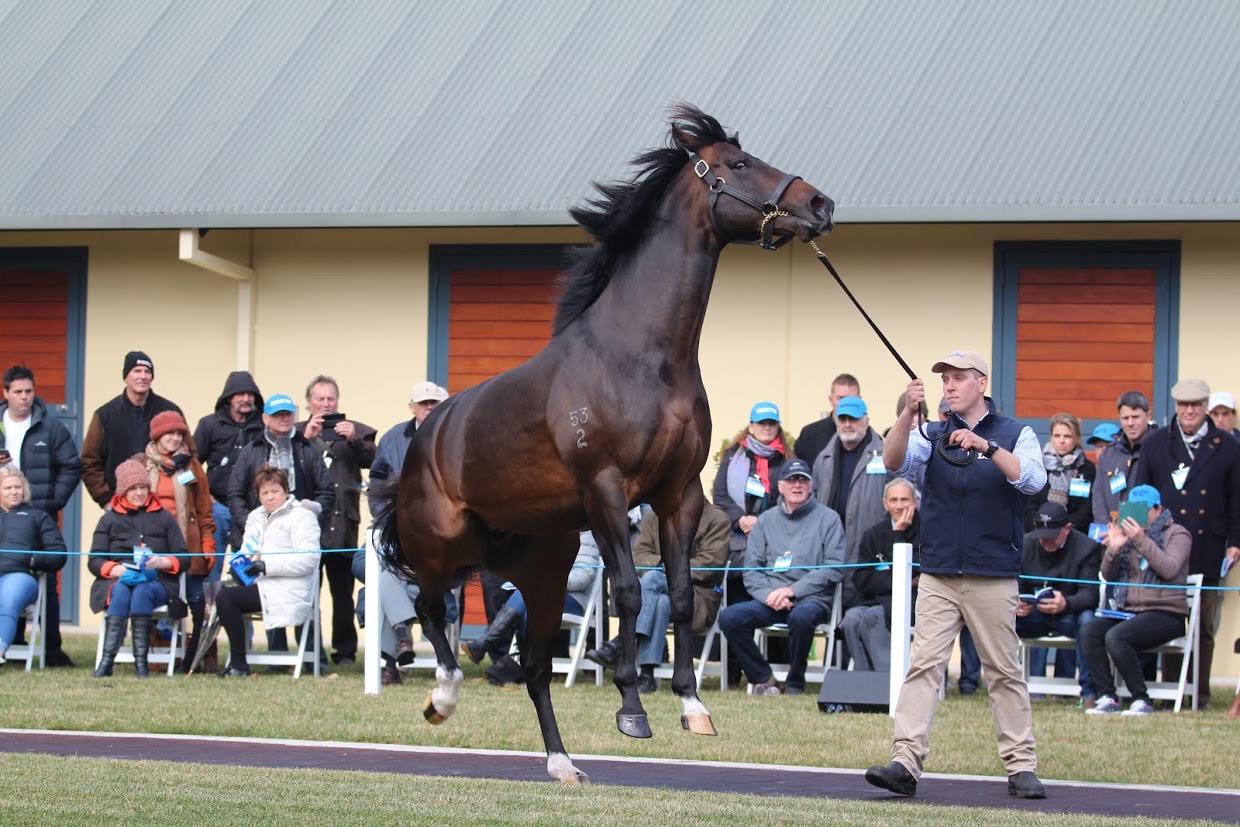 Holler: a few high spirits from Darley Victoria’s “best-value stallion”, according to general manager, Andy Makiv