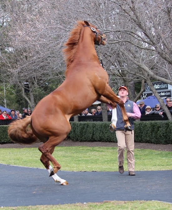 Palatino: the Australian Guineas winner got a little playful at the Sun Stud stallion parade