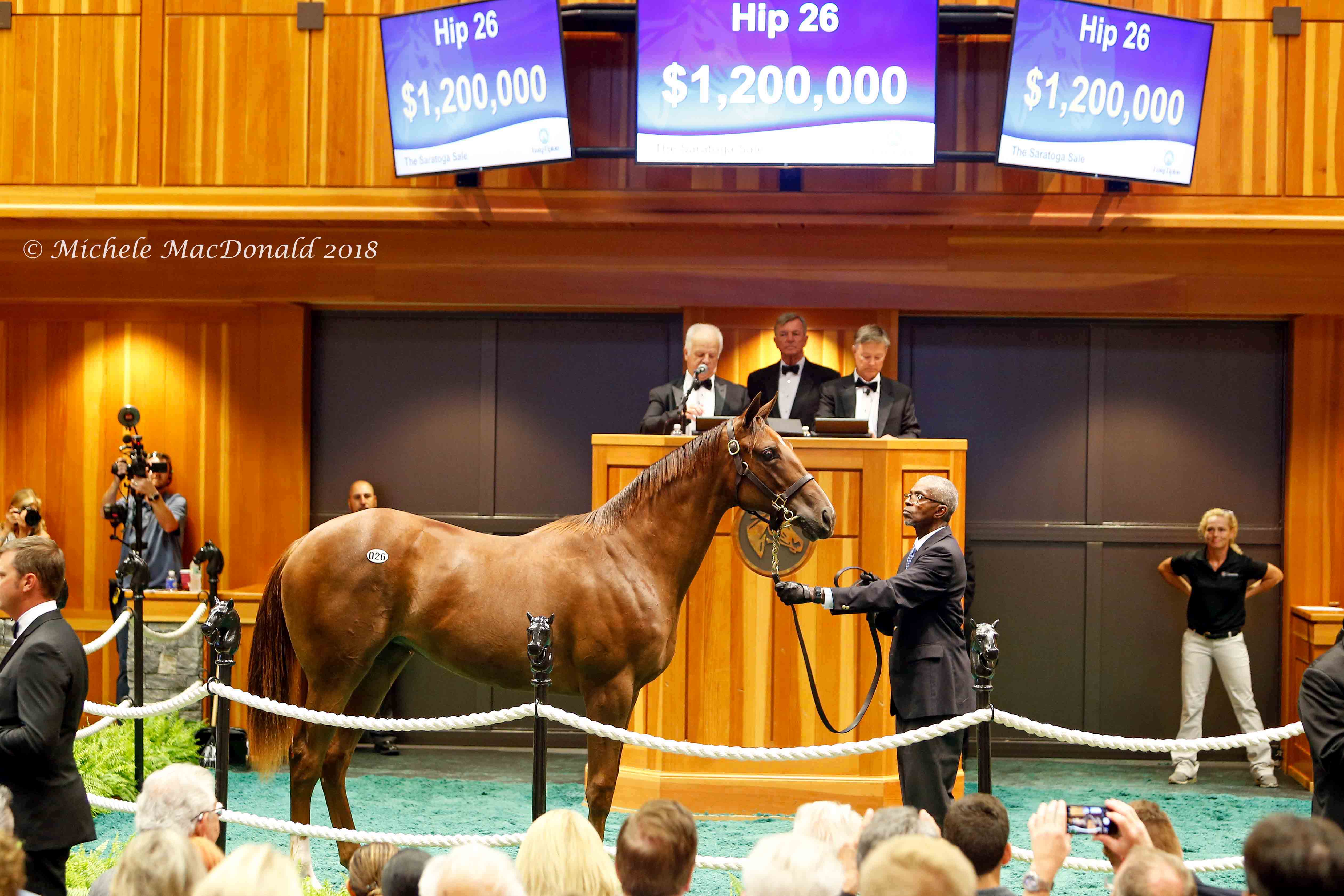 This American Pharoah filly out of Life At Ten was bought by Gainesway’s Brian Graves as a weanling last November. She is pictured being resold for $1.2 million at the Fasig-Tipton Saratoga sale in August. Photo: Michele MacDonald