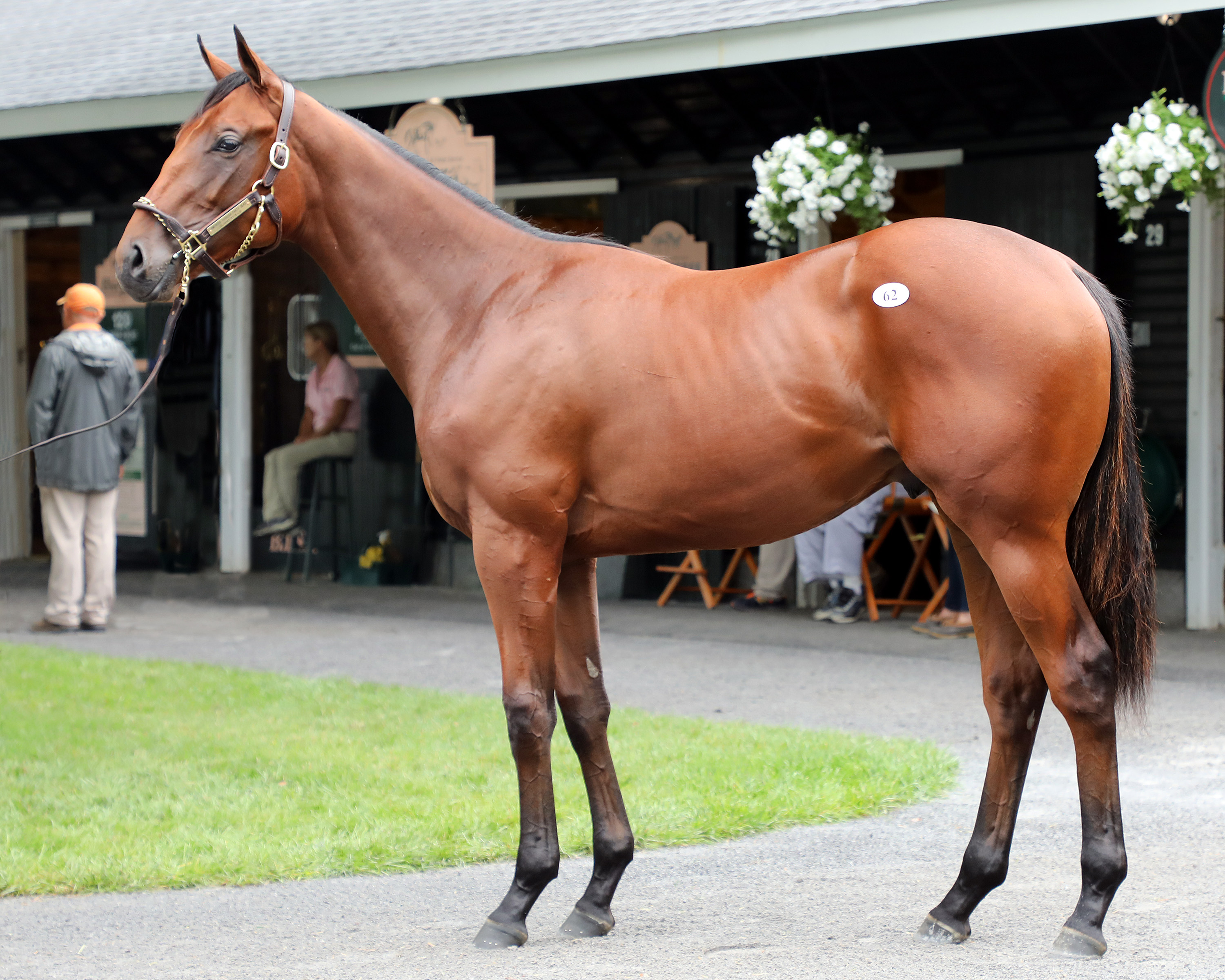Bob Baffert signed for $1 million on behalf of M.V. Magnier for this colt out of Party Silks at the Fasig-Tipton Saratoga sale in August. Photo: Fasig-Tipton