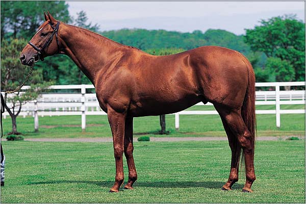 Big in Japan: Chief Bearheart stood at stud in Japan from 1999 until  his death in 2012