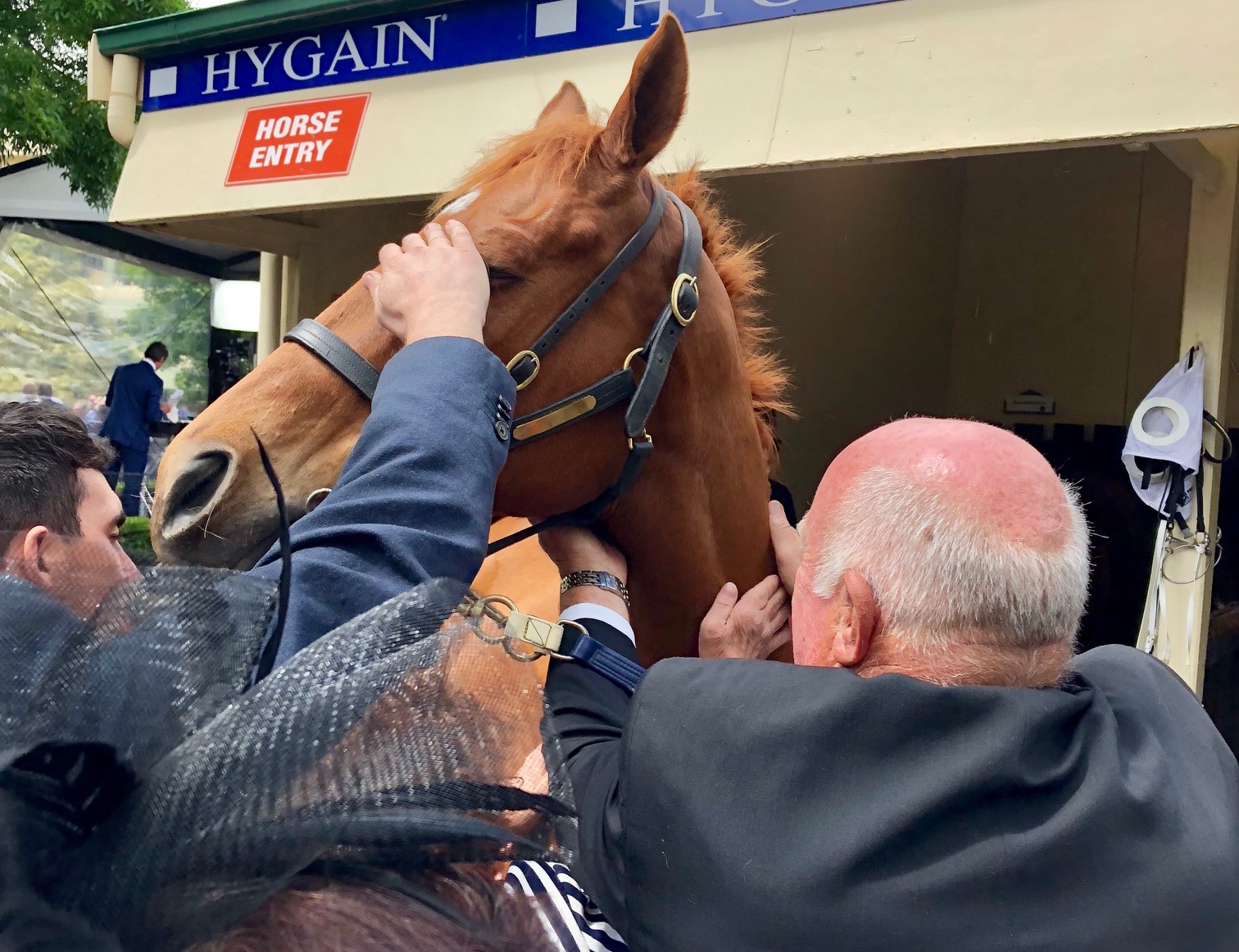 Basking in the attention: retired five-time Cox Plate contender Happy Trails. Photo: Amanda Duckworth