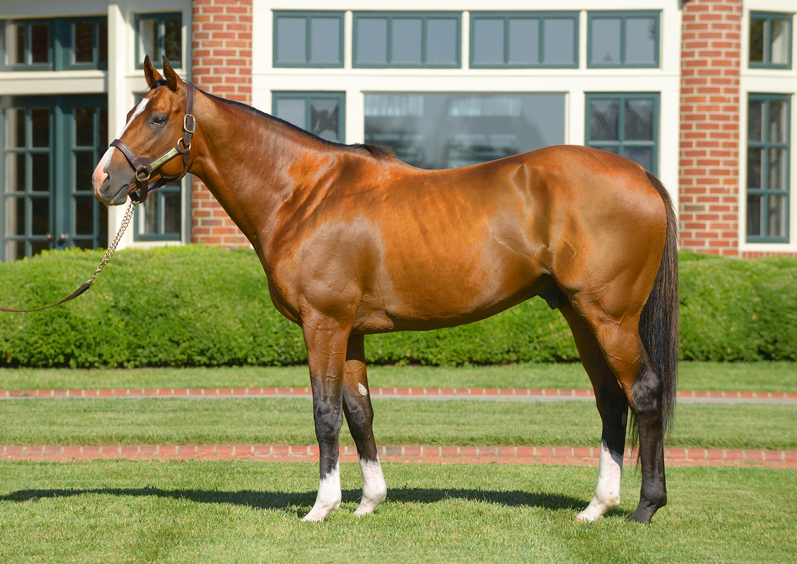 Noble Mission: “I think Dad has always really wanted a top son of Galileo,” says Bill Farish. Photo: Lane’s End Farm