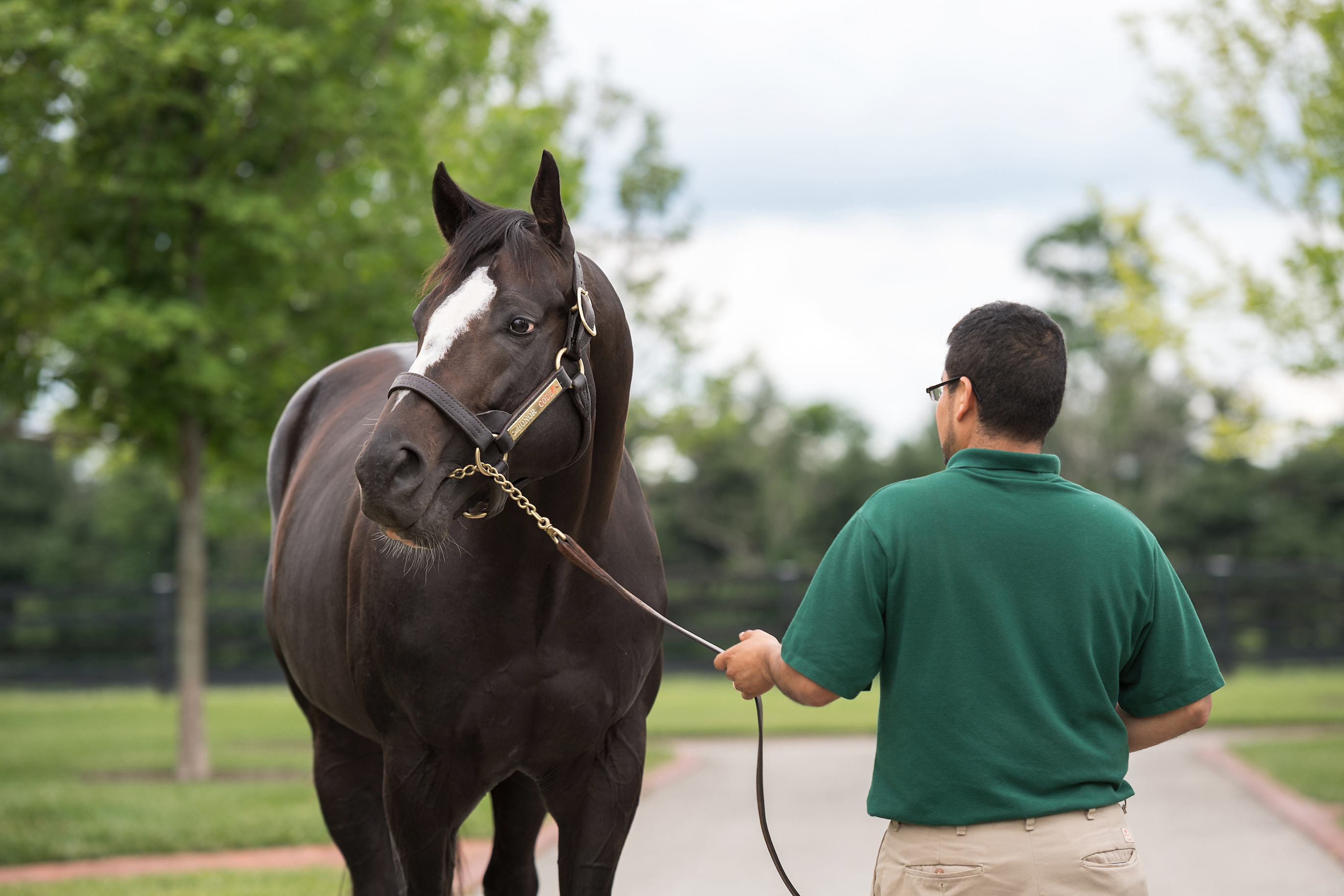 Honor Code: “He was always such an eye-pleaser and still is,” says Farish. Photo: Lane’s End Farm