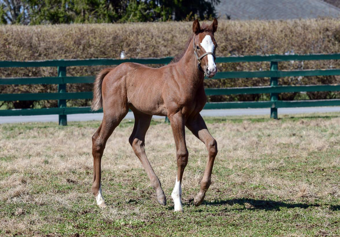 More accolades: this filly out of Centre Court “is a very, very nice individual with a ton of leg and a similar body to Arrogate,” says Juddmonte’s Leif Aaron. Photo: Juddmonte Farms