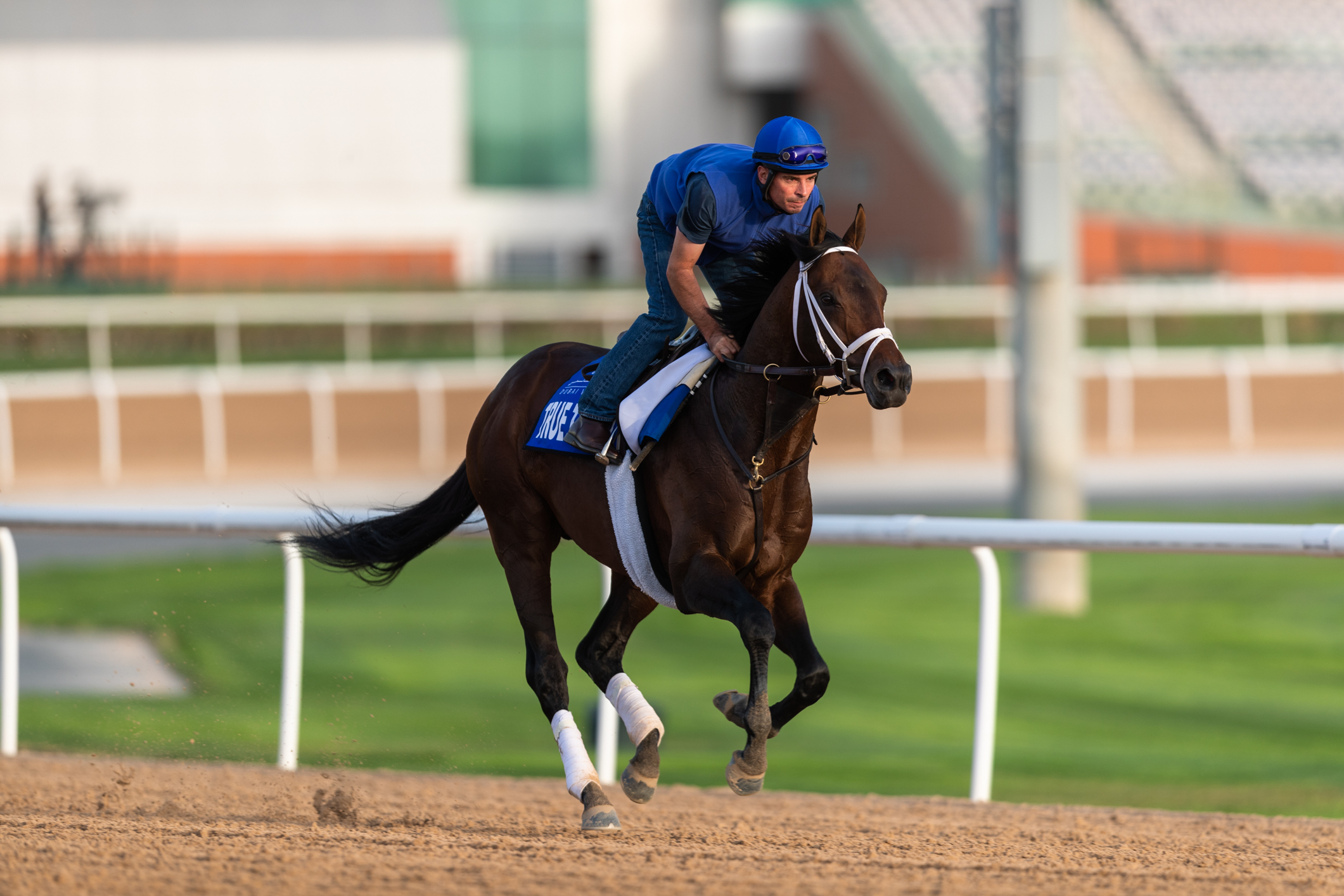 True Timber exercising on the main track at Meydan yesterday (Sunday).  “He came out of [the Pegasus] in great shape, and we feel like a mile suits him better than a mile and an eighth,” says McLaughlin. Photo: Neville Hopwood/Dubai Racing Club