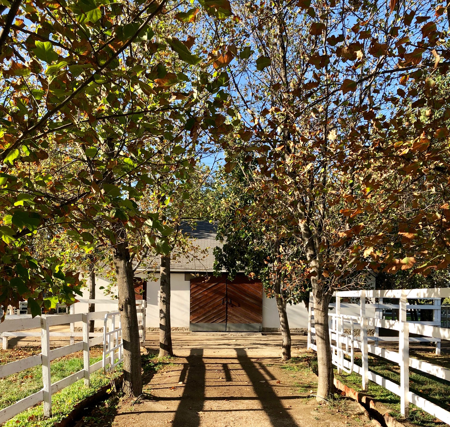 California Chrome’s barn in Chile: “You could live in his stable,” says Oussama Aboughazale. Photo: Amanda Duckworth