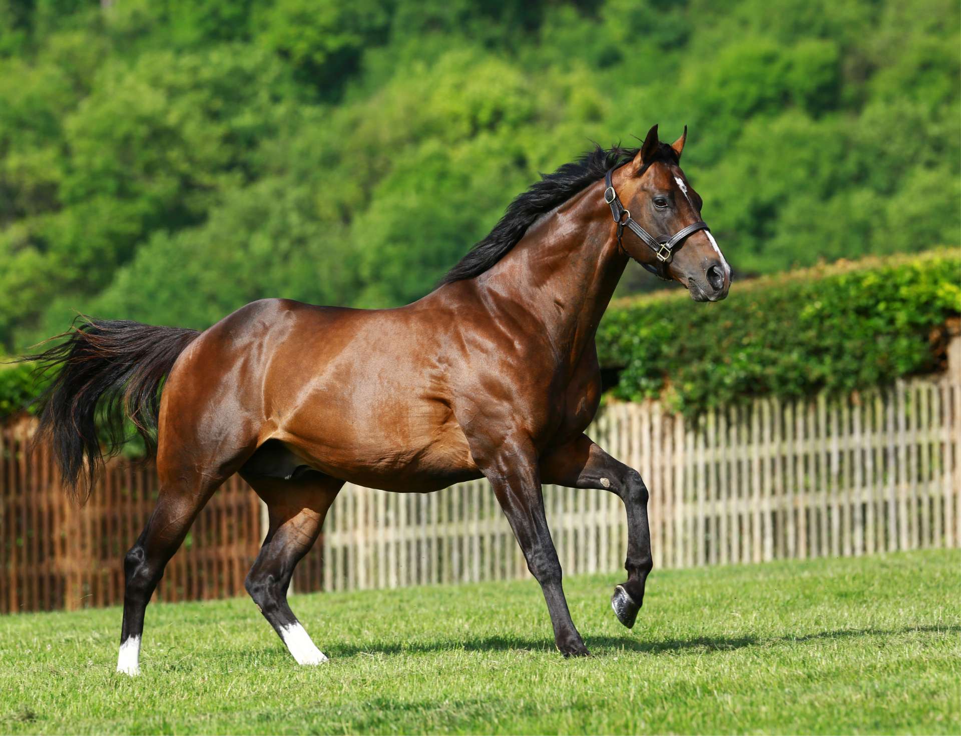 Cable Bay: the new Highclere flagbearer also had more Royal Ascot runners than any other first-season sire. Photo: Highclere Stud