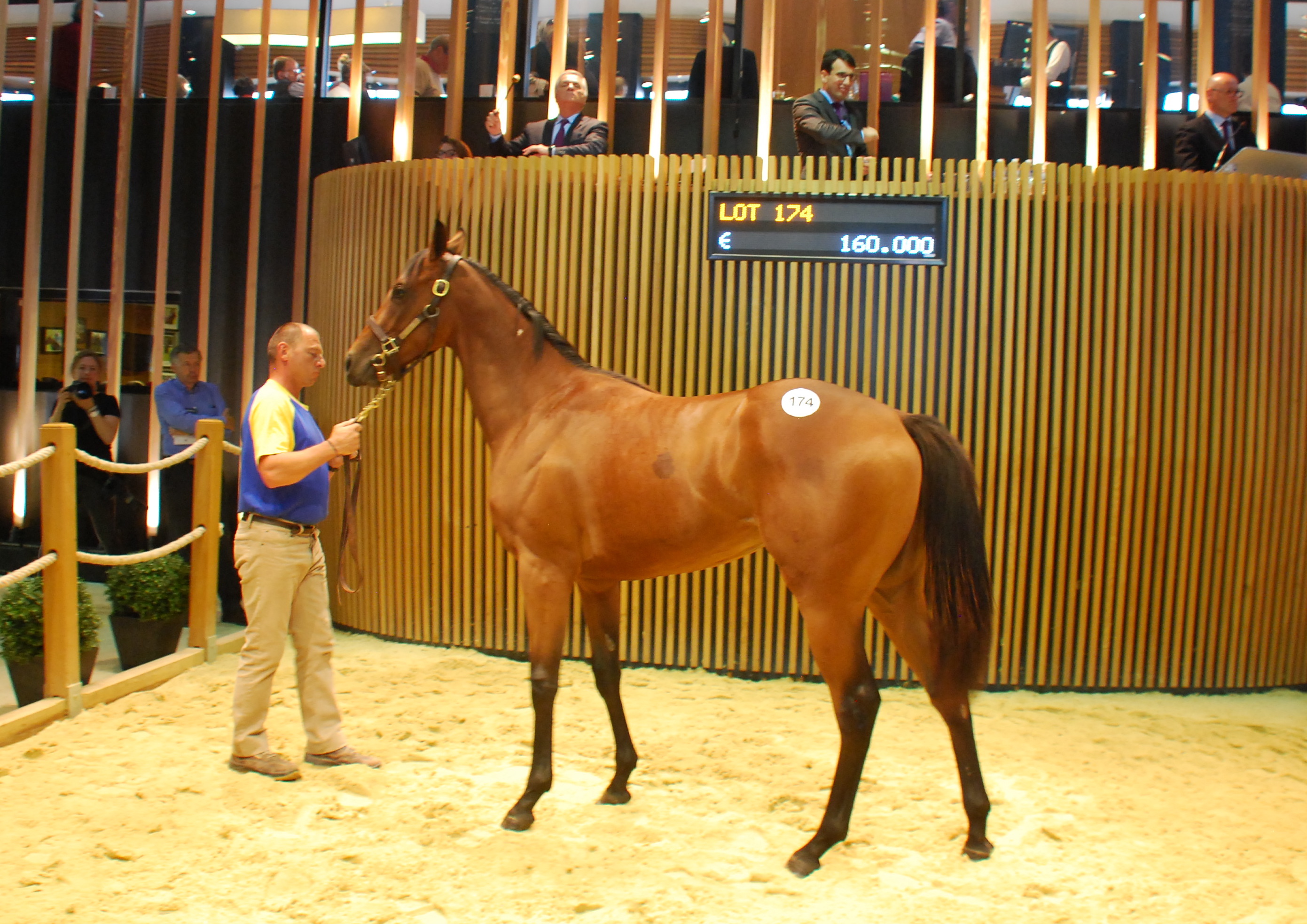 Kenny McPeek paid  €160,000 for this Haras de La Louviere filly by Shalaa out of Serisette. Photo: John Gilmore
