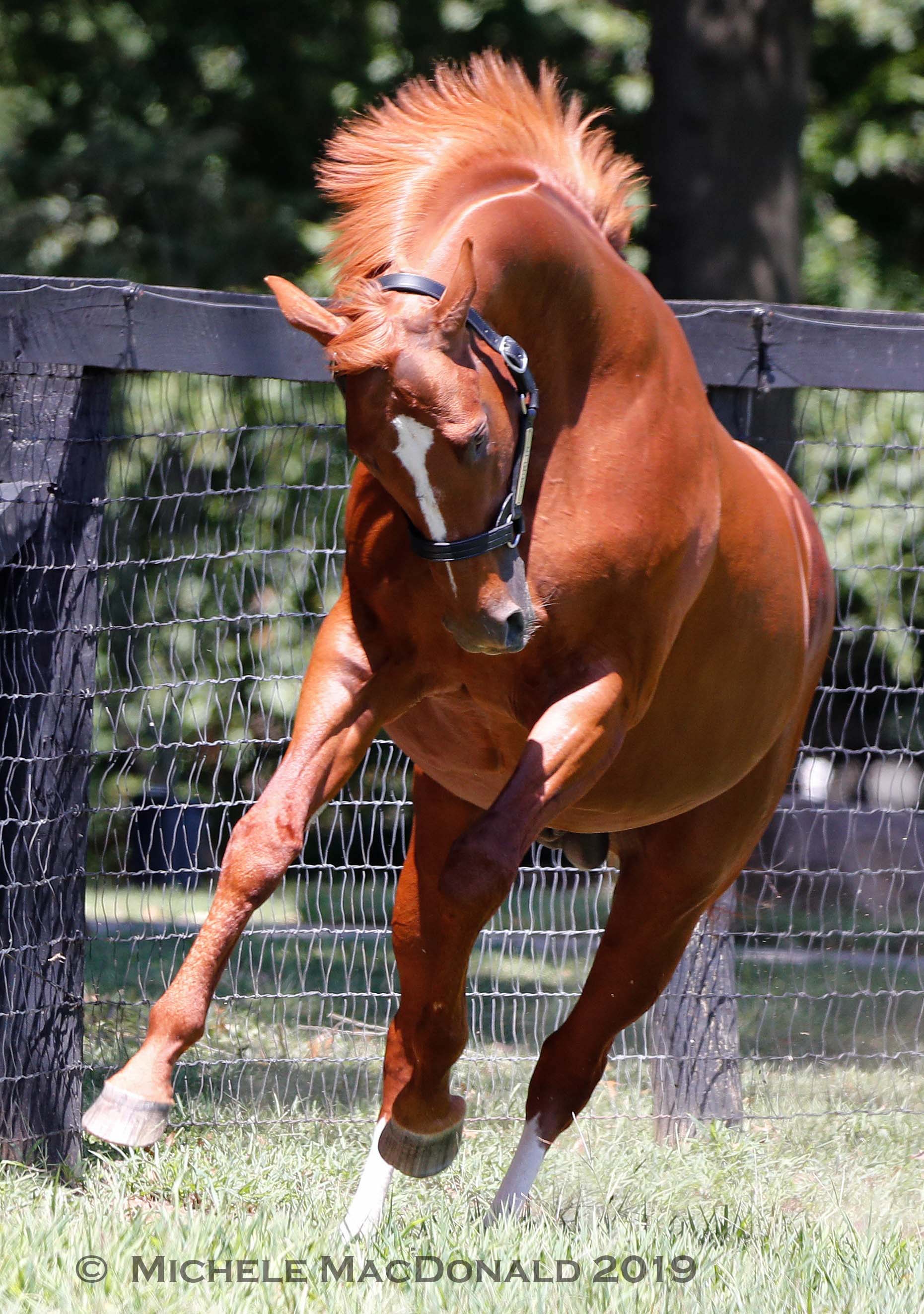 Playful mood: “Some days [Curlin will] stand there like a statue and not move, and then some days he’ll sidestep and he just doesn’t want to stand still. You really can’t do much about it,” says stallion manager Larry Walton. Photo: Michele MacDonald