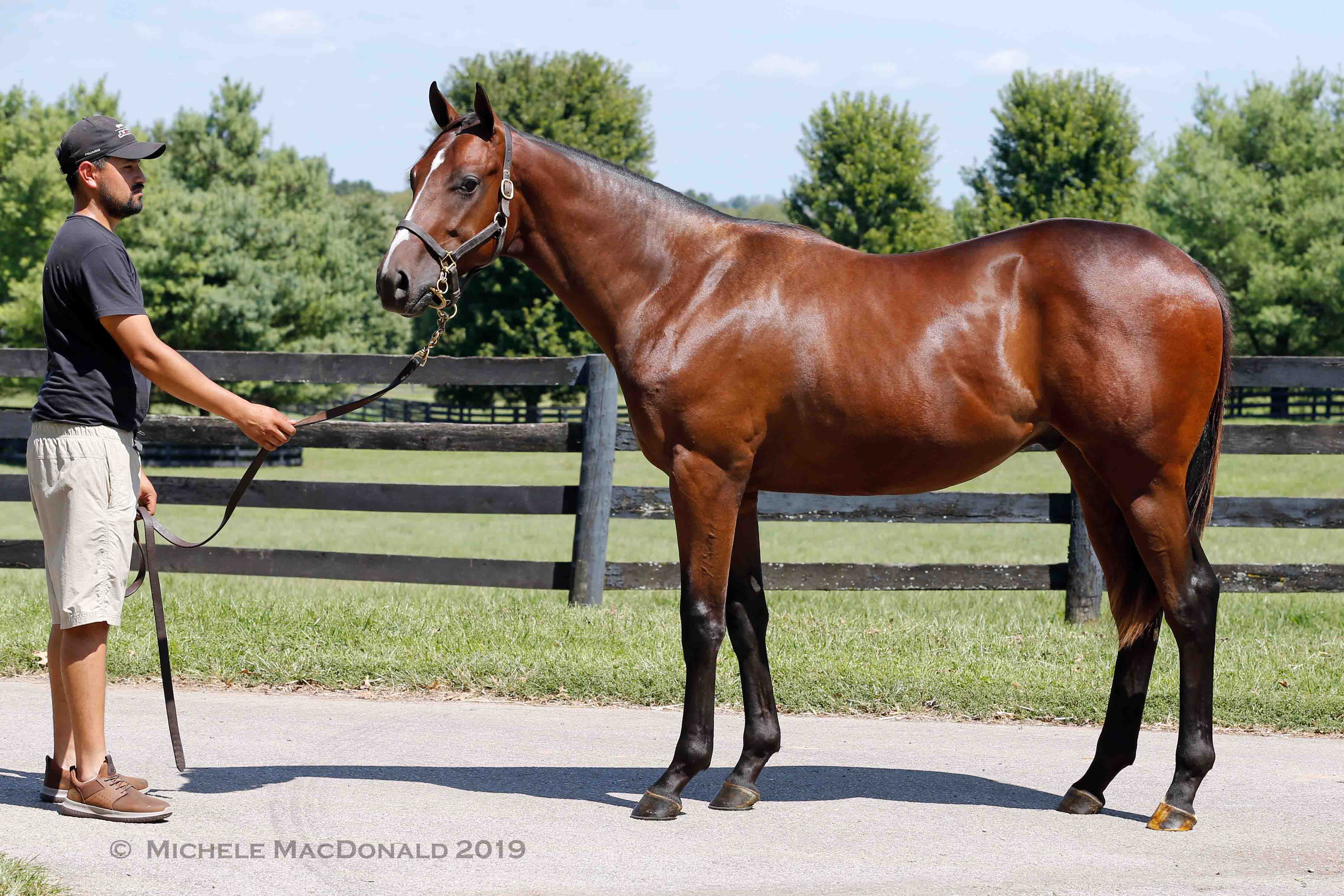 Sale star: this yearling colt is a half-brother to Justify by American Pharoah’s sire, and he’s up for auction at Keeneland tomorrow (Monday). Photo: Michele MacDonald