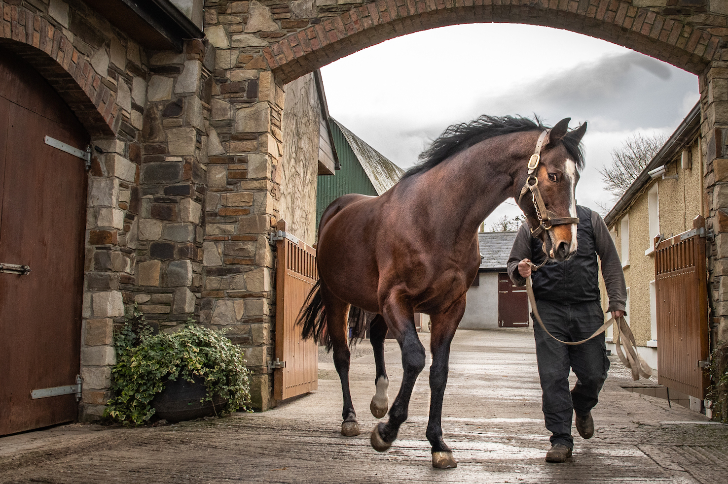 2010 Epsom Derby and Prix de l’Arc de Triomphe winner Workforce stepping out at Knockhouse Stud in County Kilkenny during last January’s Stallion Trail. Photo: ITM
