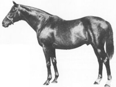 Nearco: bred by Federico Tesio, unbeaten in 14 starts on the track and went on to change the course of the Thoroughbred breed