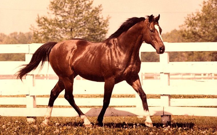 Game changer: Northern Dancer was a prepotent influence in North America and Europe, transforming the bloodstock industry worldwide.