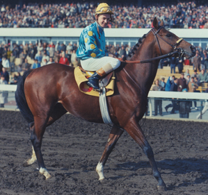 In an earlier life: before his legendary stud career, Northern Dancer won the Kentucky Derby, Preakness Stakes and Canada’s Queen’s Plate