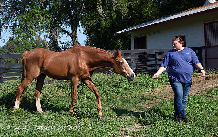 Favorite treat: Bridlewood’s Christina Clary tempts Maritime Traveler with a baby carrot. Photo: Patricia McQueen