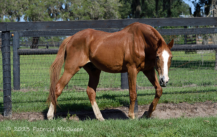 Maritime Traveler is happily living out his days at Bridlewood Farm in Ocala, Florida. Photo: Patricia McQueen