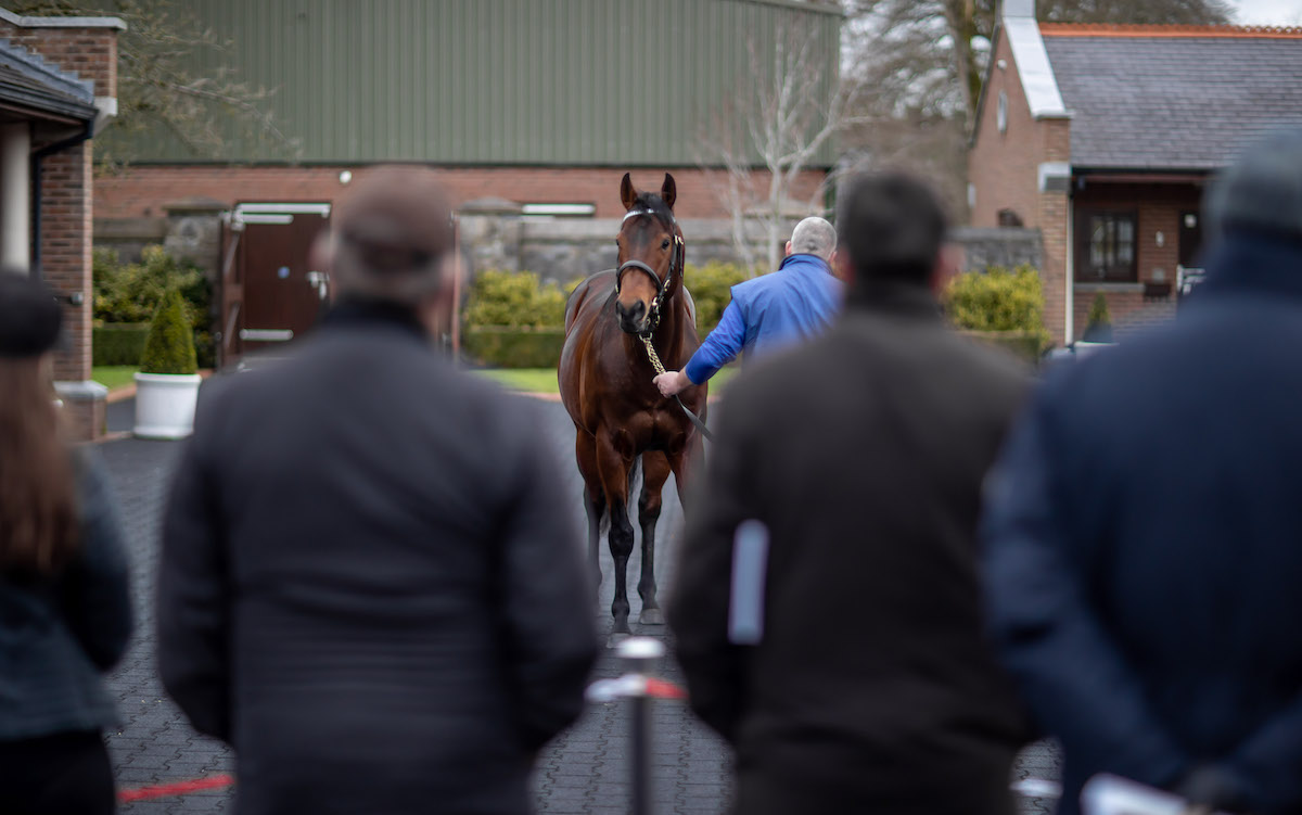 Viewing stallions at Kildangan: a blue-blooded roster will be on show at Darley’s Irish outpost. Photo: Morgan Treacy