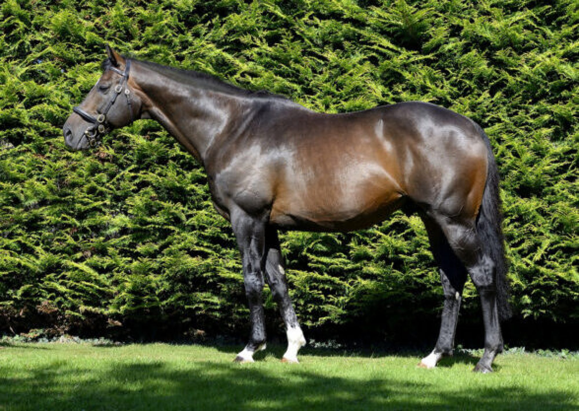 Blue Bresil: sire of jumps superstar Constitution Hill is part of a powerful team at Glenview. Photo: Glenview