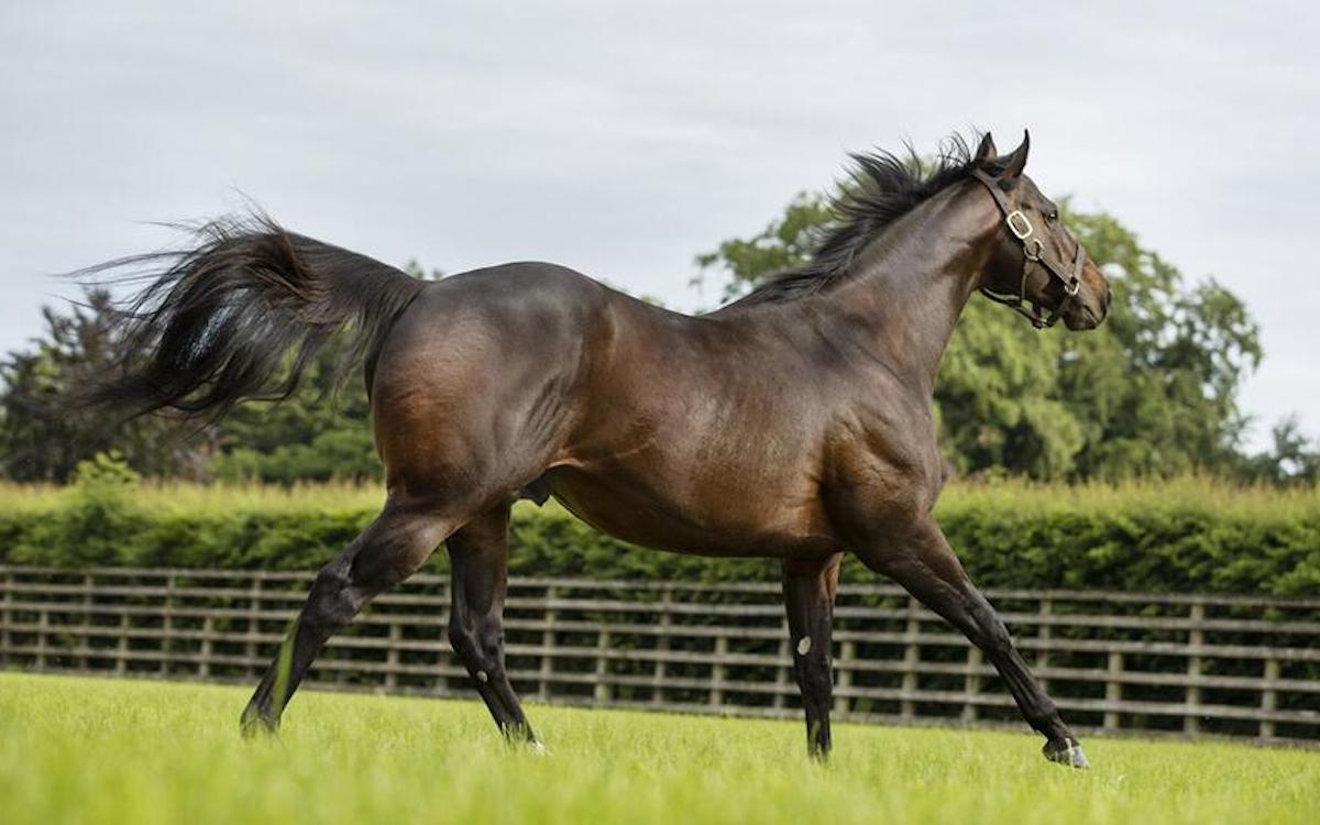 Blue Point: champion first-crop sire features on the Darley roster at Kildangan. Photo: Darley Europe