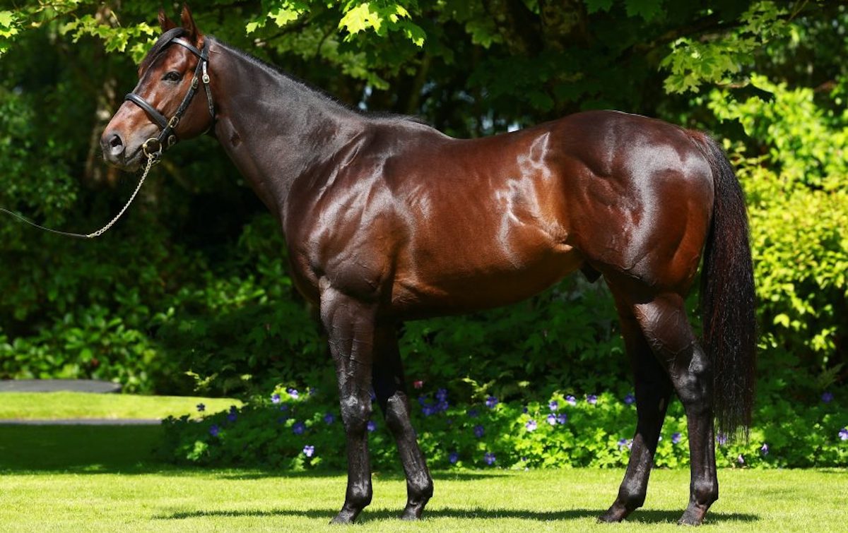No Nay Never: one of the leading light’s in Coolmore’s star-studded roster. Photo: Coolmore 