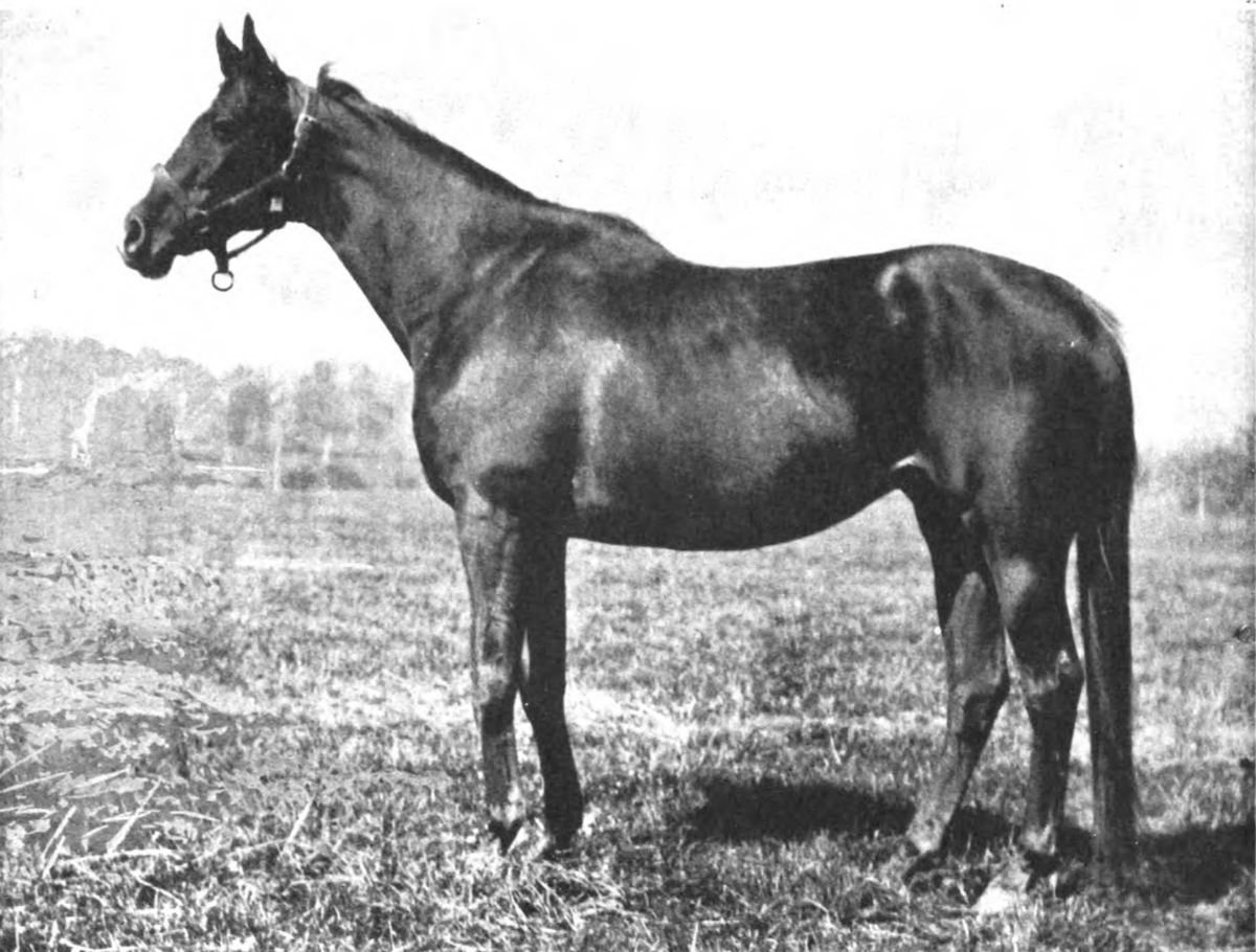Regret as a broodmare: she produced only one major stakes winner, Revenge, from 11 foals. She died in 1934, aged 32. Photo: Public Domain