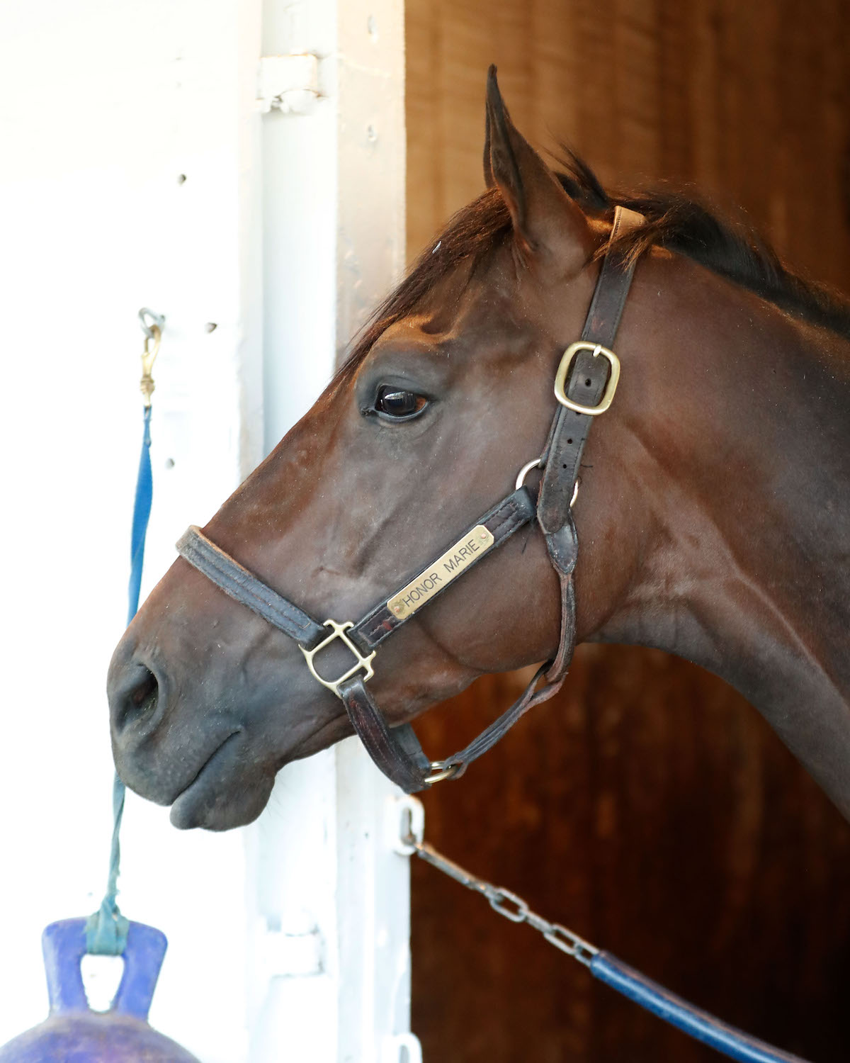 Honor Marie: ‘His experience of Churchill Downs must be a positive,’ says Whit Beckman. Photo: Churchill Downs