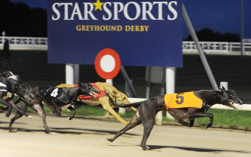 Greyhound Derby: the annual highlight of the greyhound racing world demonstrates how the Epsom concept has transcended species. Photo: Star Sports
