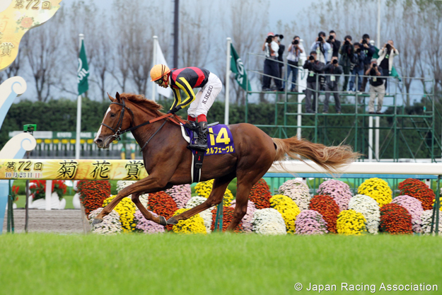 Orfevre in the G1 Kikuka Sho (Japanese St. Leger). Photo: JRA.