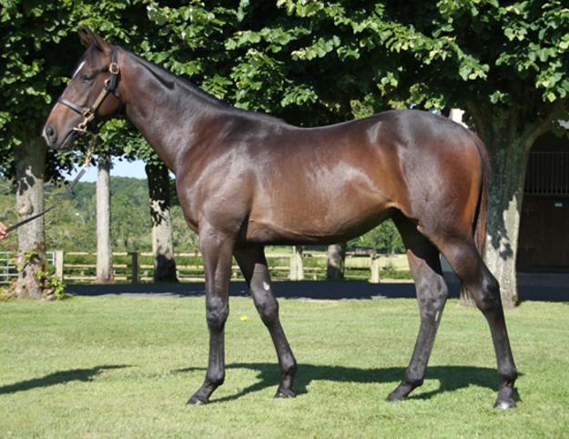 A bay colt (Invincible Spirit - Prudenzia) sold for €1.1M at the 2014 Arqana August Yearling Sale. Photo: Arqana.