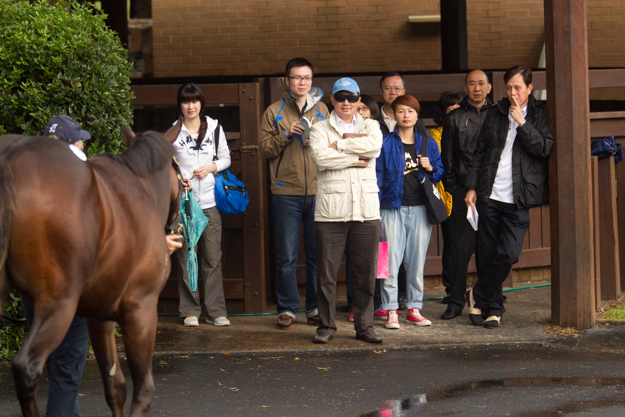 Hong Kong racing personality Apollo Ng inspects a yearling at the 2013 Easter Sale. Photo: William Inglis & Son.