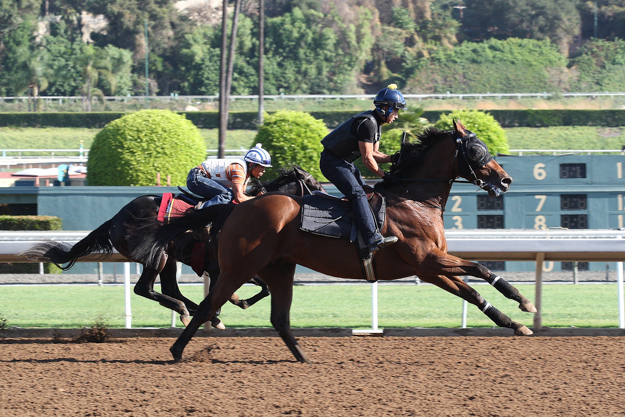 Vincent Sit works Rich Tapestry at Santa Anita. Photo provided by the Hong Kong Jockey Club.