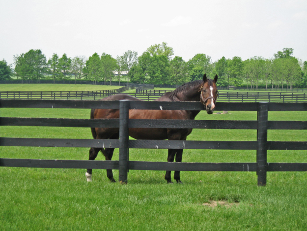 A.P. Indy enjoys retirement at Lane's End. Photo:Lane’s End Farm