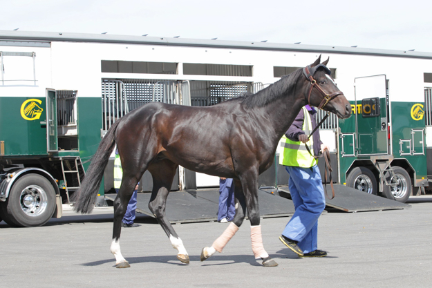 Ballydoyle's Adelaide arrives at the International Quarantine Centre, Werribee Racecourse. Photo via Racing Victoria. 