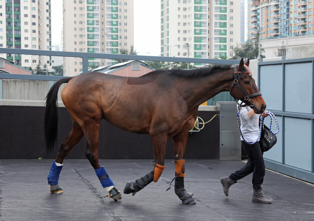 Cirrus Des Aigles arrives at Sha Tin. Photo: Hong Kong Jockey Club
